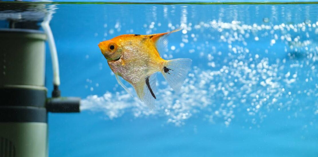 Colorful exotic fish swimming in deep blue water aquarium with green tropical plants