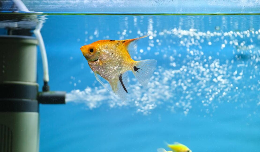 Colorful exotic fish swimming in deep blue water aquarium with green tropical plants