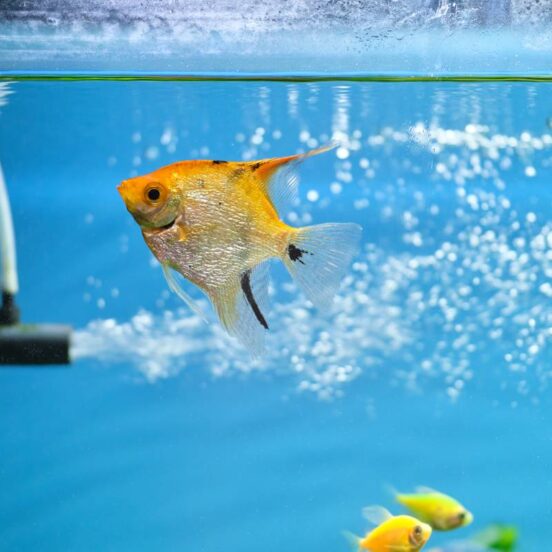 Colorful exotic fish swimming in deep blue water aquarium with green tropical plants