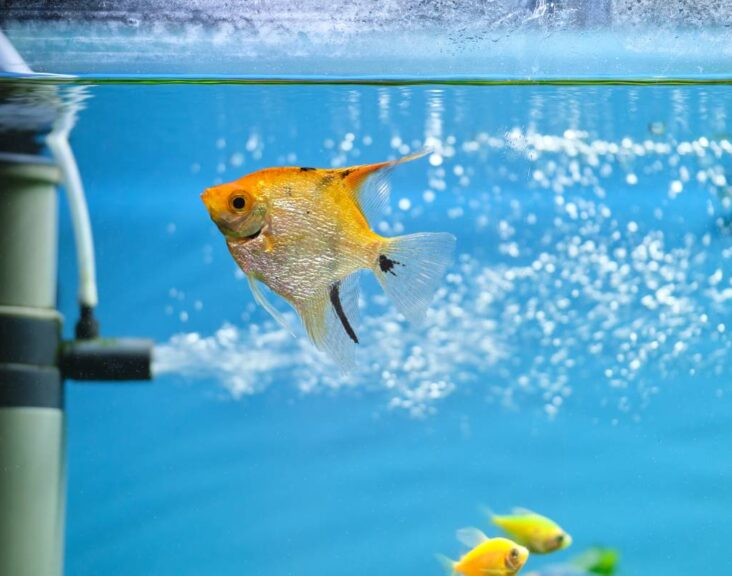 Colorful exotic fish swimming in deep blue water aquarium with green tropical plants