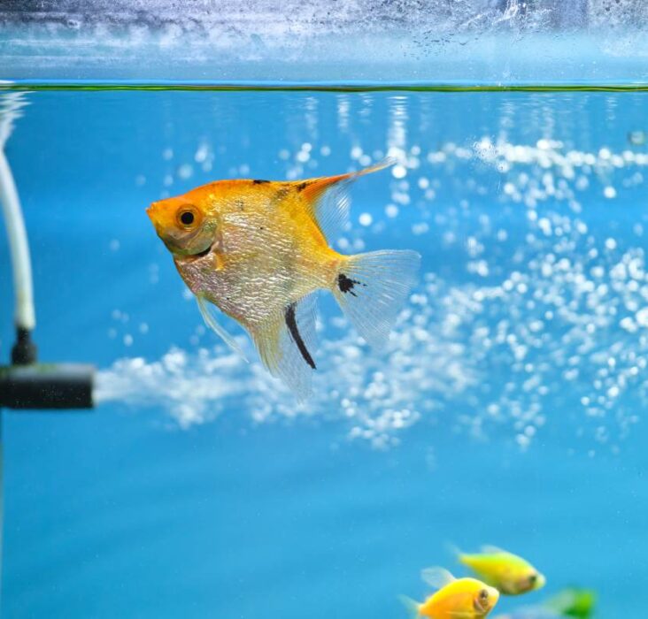 Colorful exotic fish swimming in deep blue water aquarium with green tropical plants