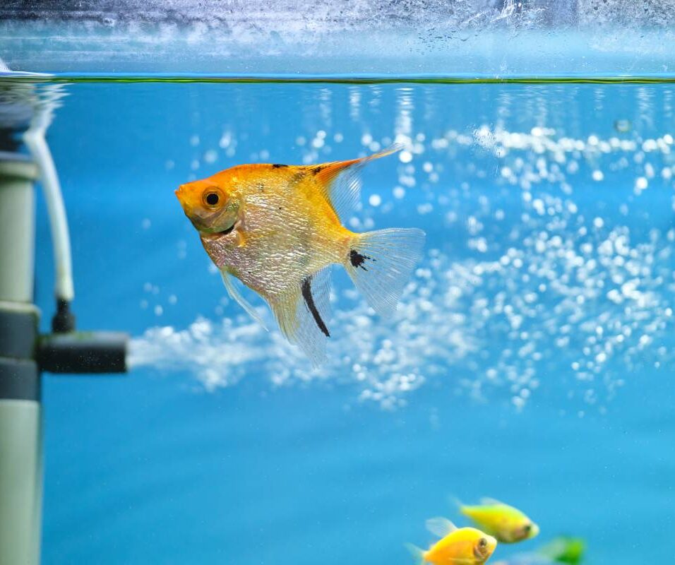 Colorful exotic fish swimming in deep blue water aquarium with green tropical plants