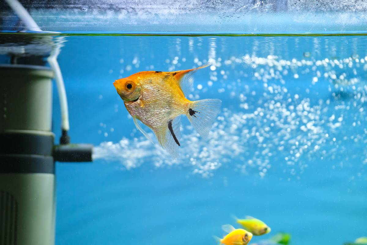 Colorful exotic fish swimming in deep blue water aquarium with green tropical plants